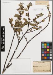 Foto von Salix L.